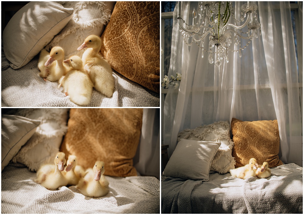 Flowery Branch photographer photographs a Spring, Easter mini with live baby ducks at Mayberry Acres, in Canton Georgia. Session was held outside in the greenhouse.