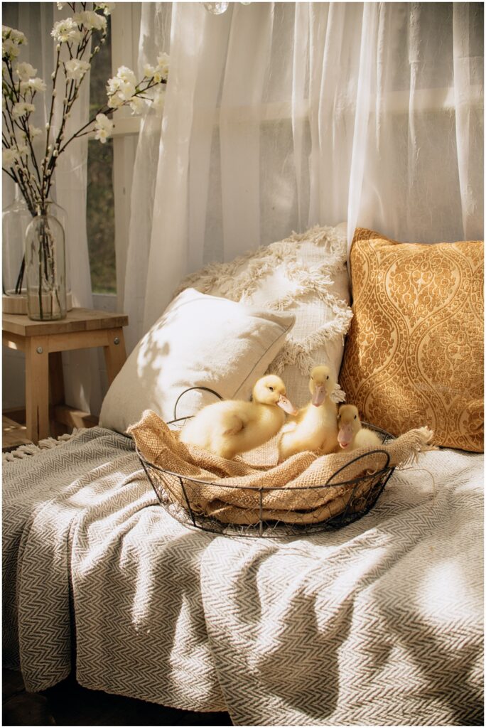 Flowery Branch photographer photographs a Spring, Easter mini with live baby ducks at Mayberry Acres, in Canton Georgia. Session was held outside in the greenhouse.