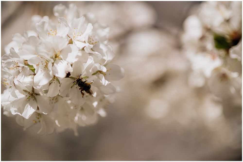 white blooms on a tree during an engagement session at Oakland Cemetery in Atlanta georgia. Goth bride 2025