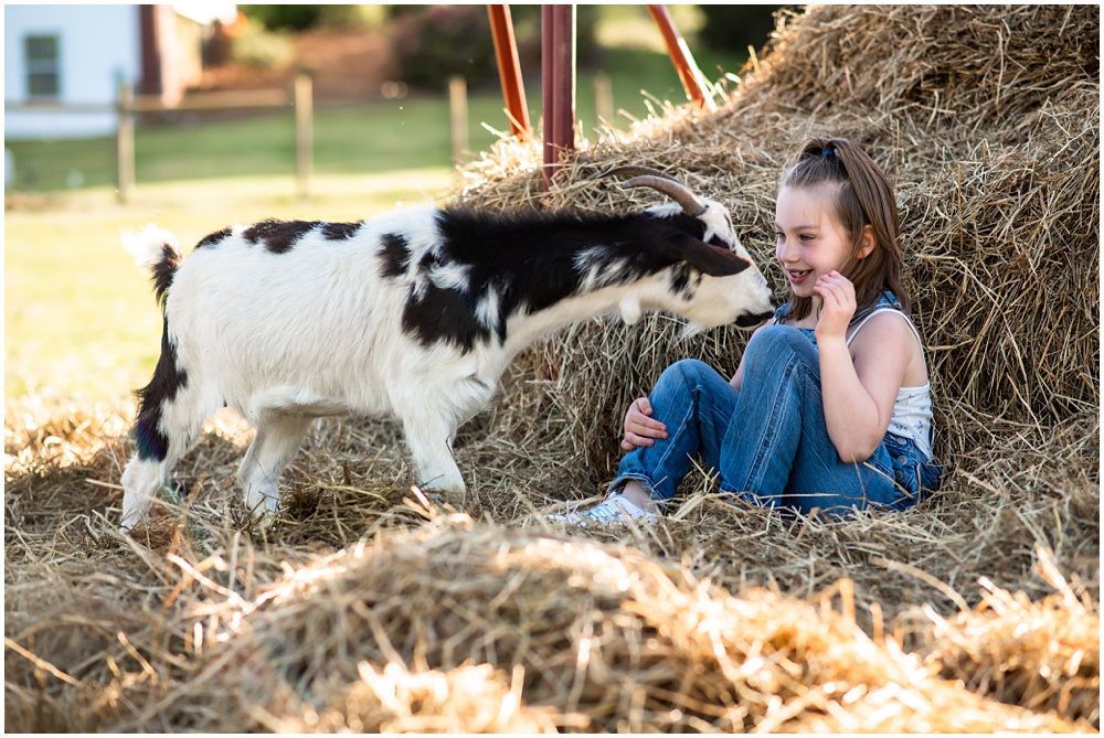 Flowery Branch photographer hosts mini session with highland cows and baby goats. This little girl sits on hay to pet a goat at Prospect Farms, Lawrenceville Ga