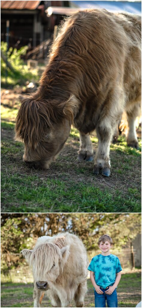 Flowery Branch photographer hosts mini session with highland cows and baby goats. This boy stands beside a highland cow at Prospect Farms, Lawrenceville Ga